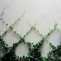 Green Wall & Espalier