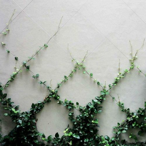 DIY Espalier/Trellis Wire Kits