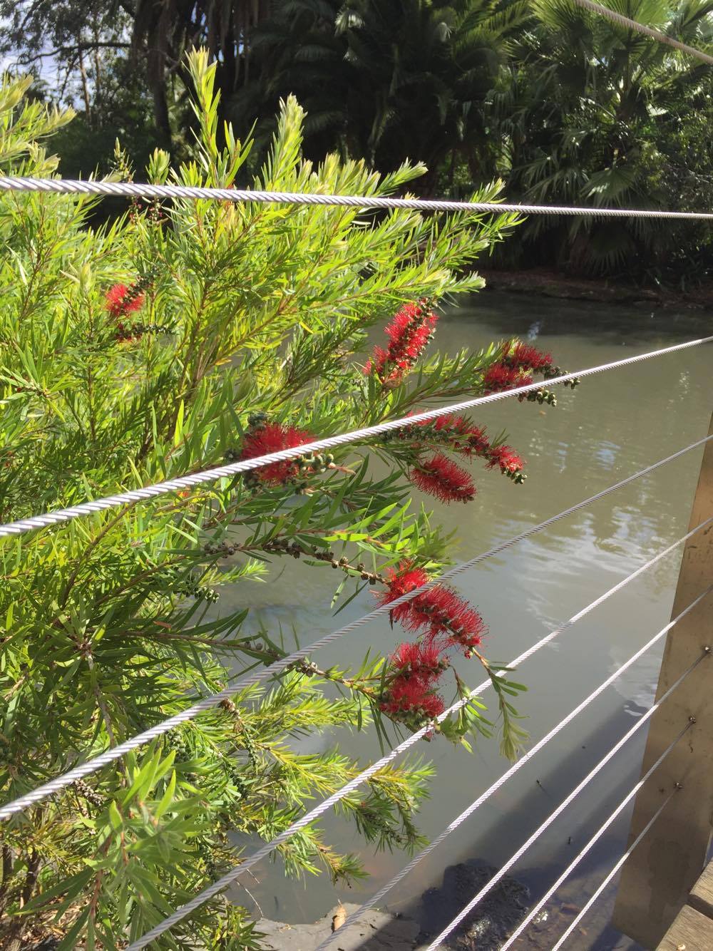Native Australian Red Bottle Brush with wire balustrade