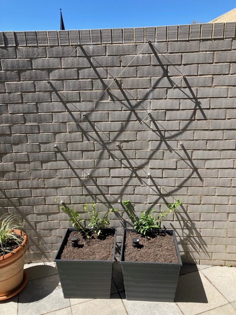 Diamond Espaliex 42mm Hub Design Vertical Wire Trellis Garden